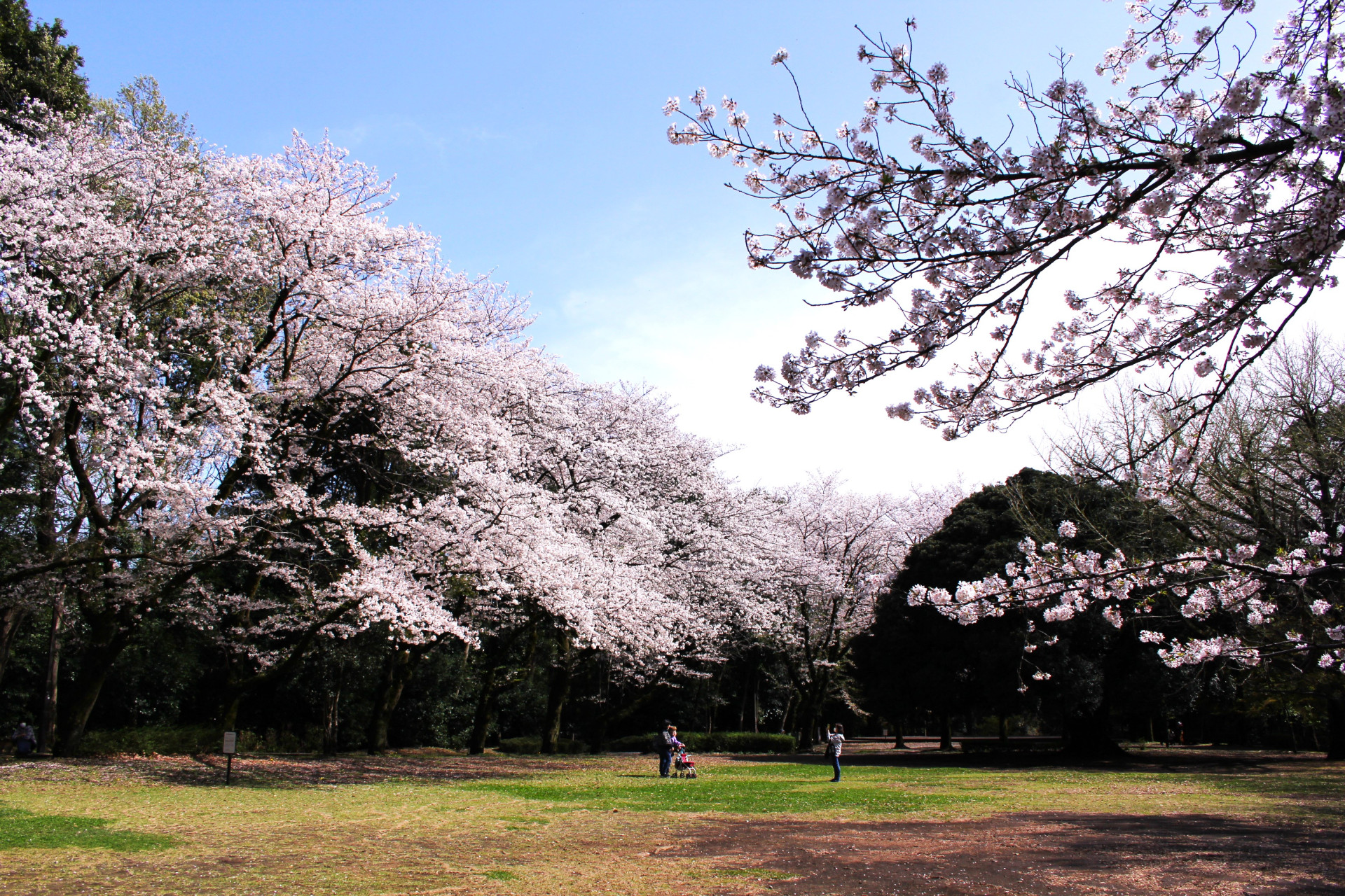 かながわの花の名所100選に選ばれた桜【花のコラム】